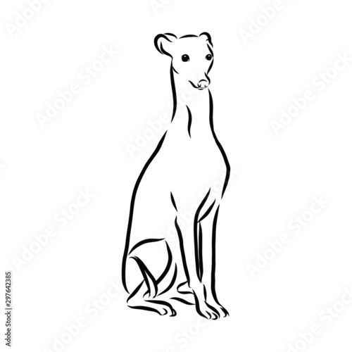 silhouette of greyhound dog sketch