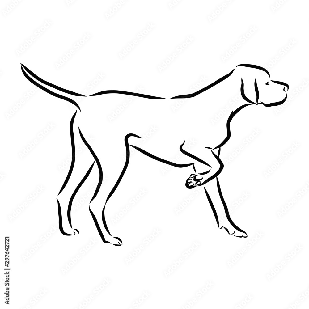 silhouette of dog isolated on white, Pointer dog sketch, contour vector illustration