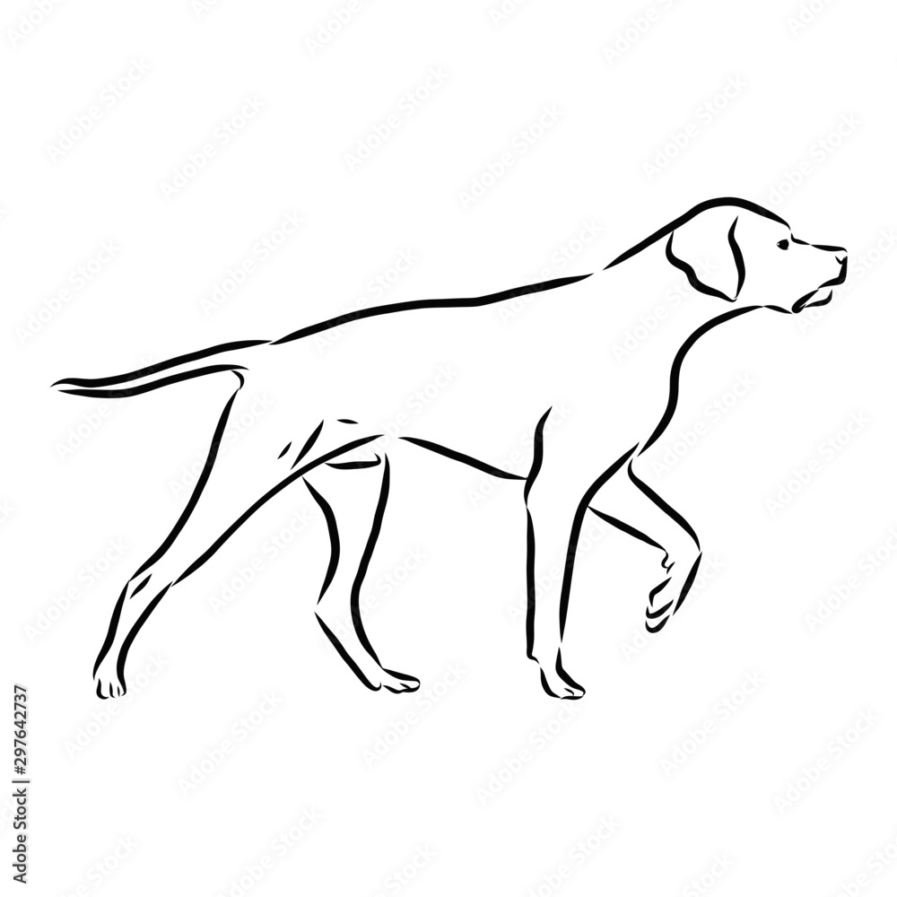 Obraz premium black silhouette of a dog, Pointer dog sketch, contour vector illustration