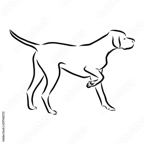 silhouette of dog isolated on white  Pointer dog sketch  contour vector illustration