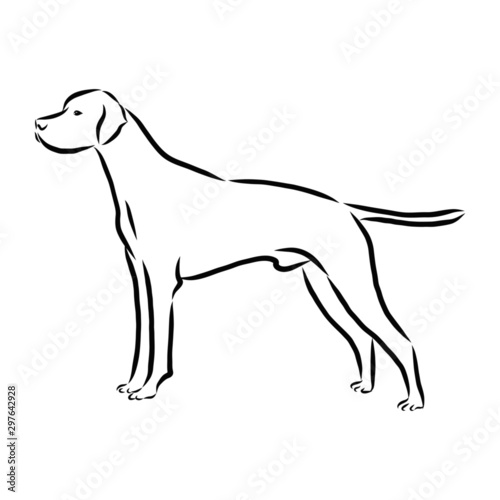 vector image of a dog  Pointer dog sketch  contour vector illustration