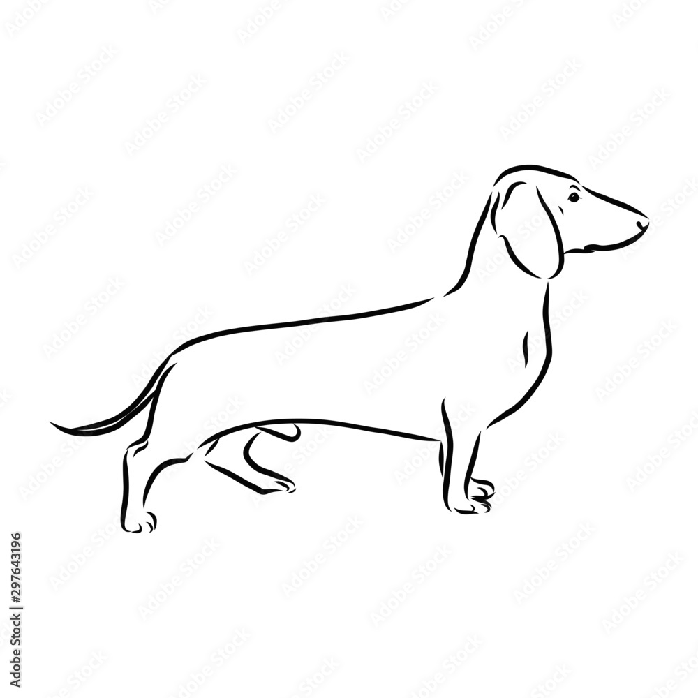 vector image of a dog, Dachshund dog sketch, contour vector illustration
