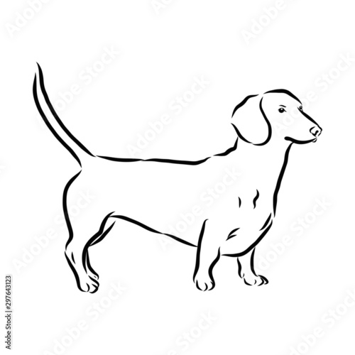 vector illustration of a Dachshund dog sketch  contour vector illustration