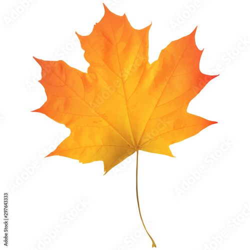 Realistic maple leaf isolated on white background
