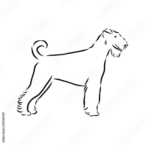 illustration of dog, airedale terrier dog sketch, contour vector illustration