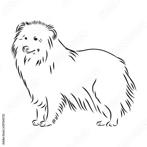 sheltie dog, sheepdog sketch, contour vector illustration