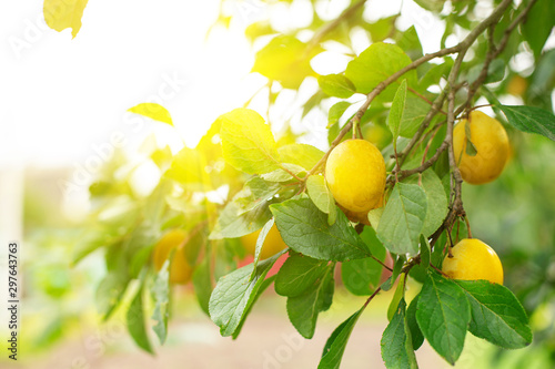 Yellow ripe plums growing at the orchard, nobody