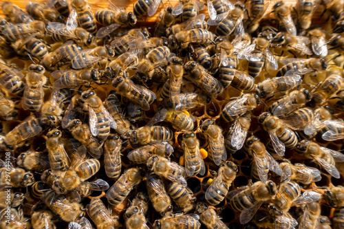 Honigbienen mit Pollen