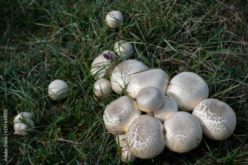 Gruppe Wiesenchampignon photo