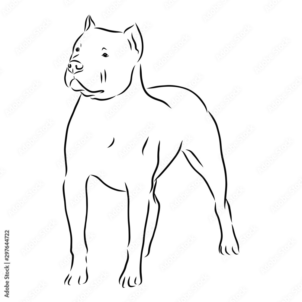 sketch of dog, pit bull terrier, contour vector illustration 