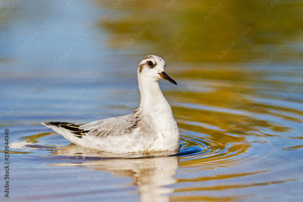 Red phalarope swimming circles looking for food in shallow water Red phalarope swimming circles looking for food in shallow water
