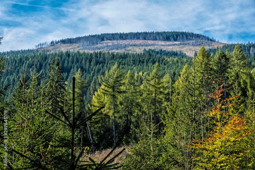 Forest after calamity, Kralova Hola, Slovakia Forest after calamity, Kralova Hola, Slovakia