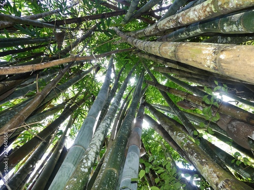 giant bamboos in jungle