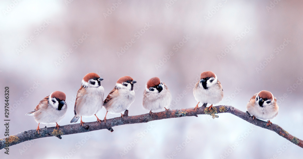 Naklejka panoramiczny portret wiele małych śmiesznych ptaków wróbli siedzących na gałęzi w ogrodzie