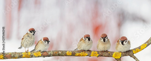 portrait five little funny birds sparrows sitting on a branch in the garden on a Sunny spring day