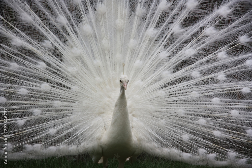 Obraz premium Paw biały