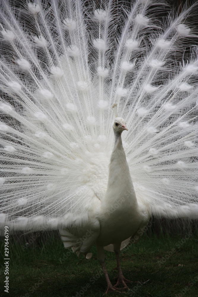 Fototapeta premium Weißer Pfauenhahn 
