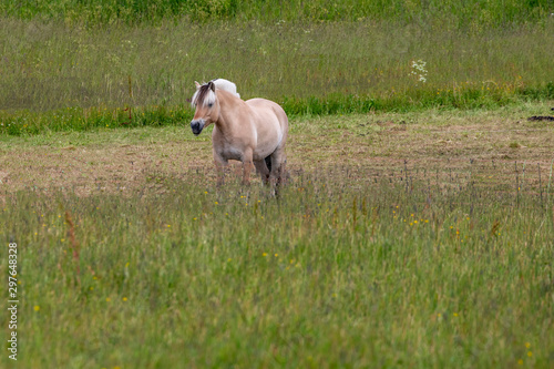 Horse at a visiting farm in Trondheim  Norway