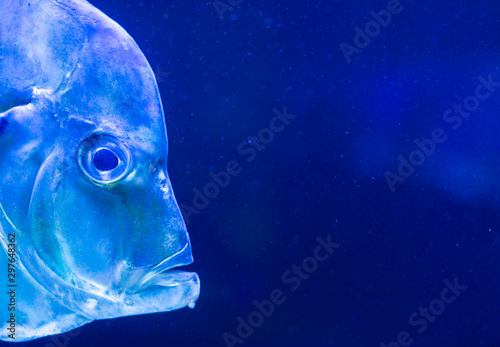 tropical fish Selena womer close-up swimming in a saltwater aquarium