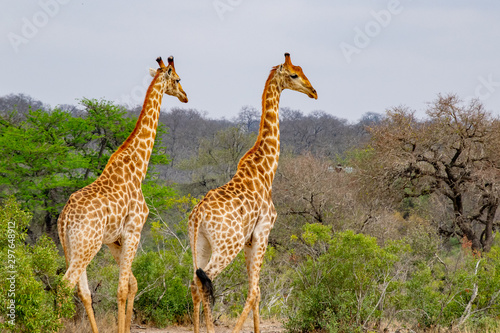 Photography A Pair of Giraffes in the African Bush Country