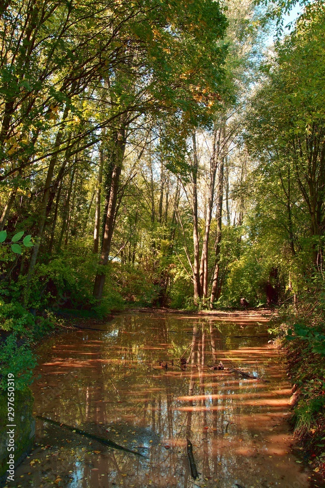 Beautiful autumn in the forest. Reflection of trees in an open bog or swamp area. Beautiful autumn in the forest. Reflection of trees in an open bog or swamp area.