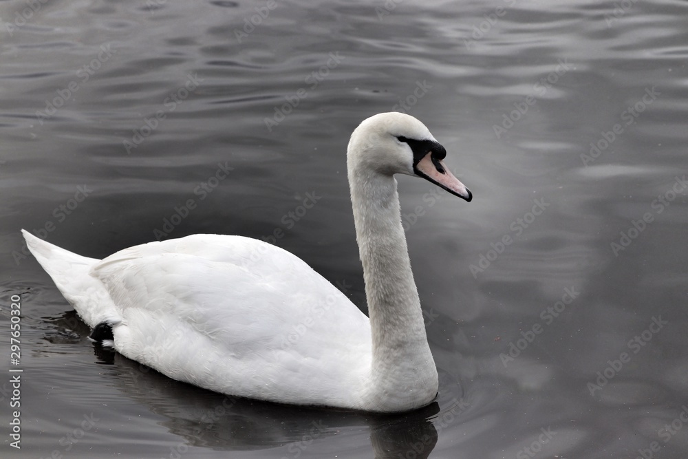 Elegant swan swimming in calm water Elegant swan swimming in calm water