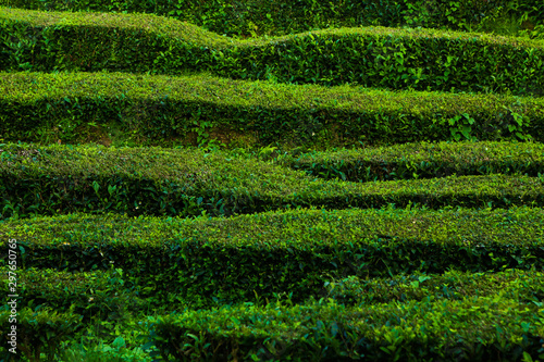 Tea plantation, interesting wavy pattern of lines of the green plants. Cha Goreana tea plantation in Sao Miguel island, Potugal. The tea in Europe. Nature Agricultural Farming Organic Field with Fresh