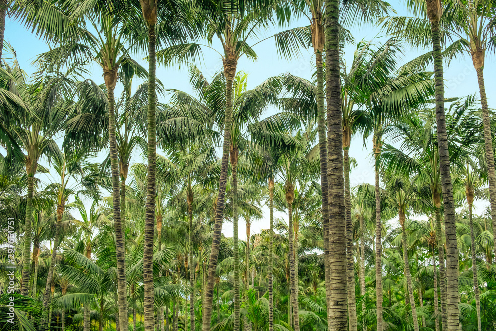 palm trees in tropical palm tree forest and blue sky - palm trees in tropical palm tree forest and blue sky -