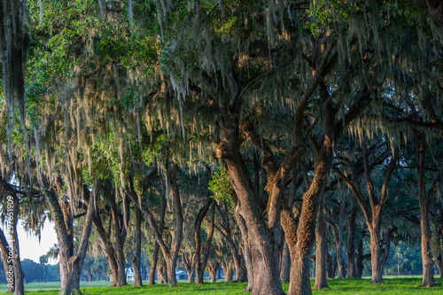 A beautiful central Florida ranch. photo