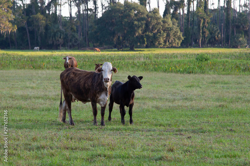 Cow and a calf on a central Florida ranch.