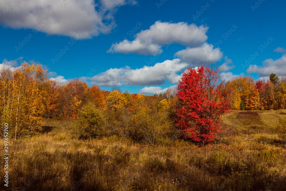 colourful autumn landscape with trees and blue sky