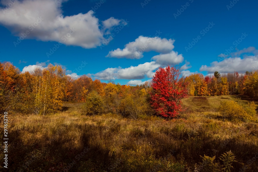 Fototapeta premium autumn landscape with red trees and blue sky
