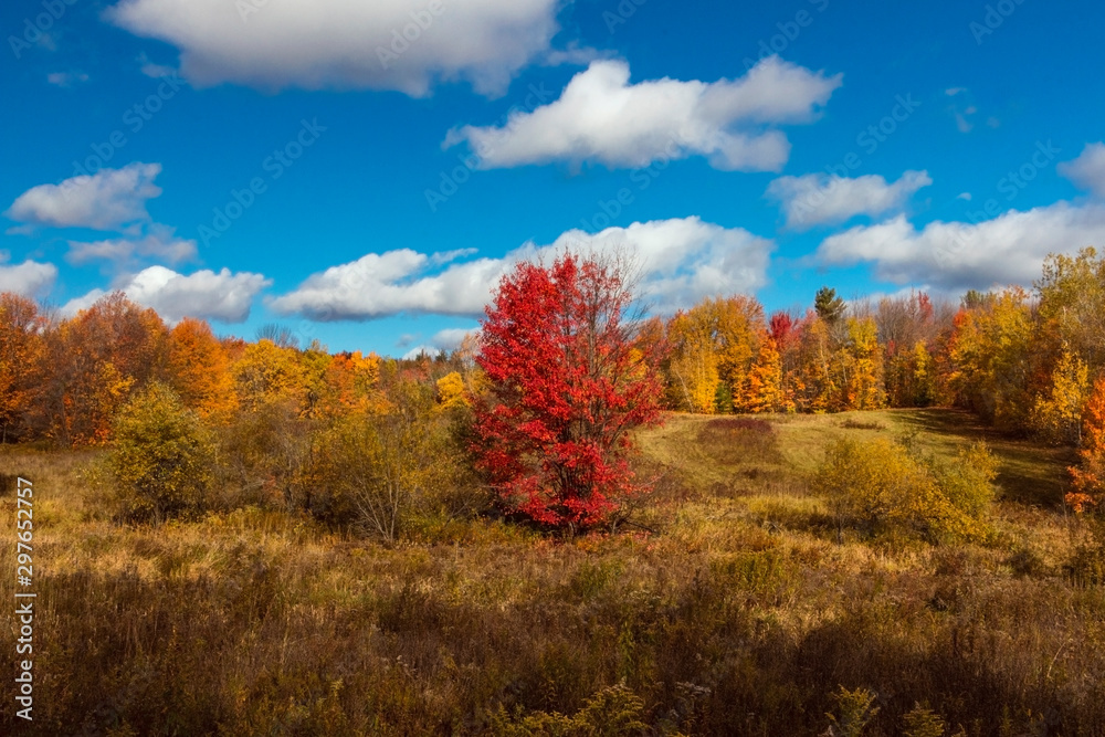 autumn landscape with colorful trees and blue sky