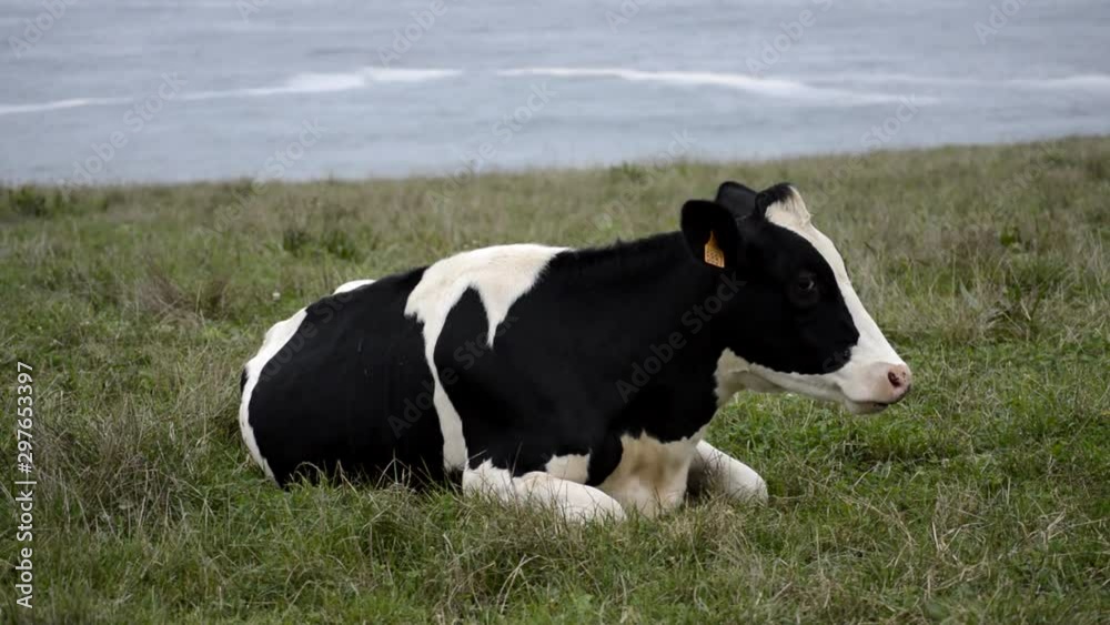 A cow laying and grazing by the Cantabrian sea, Cantabria, Spain A cow laying and grazing by the Cantabrian sea, Cantabria, Spain