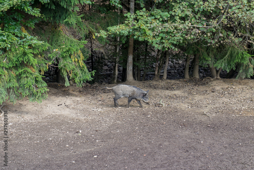 A wild pig runs near the forest to the wild. A wild pig runs near the forest to the wild.