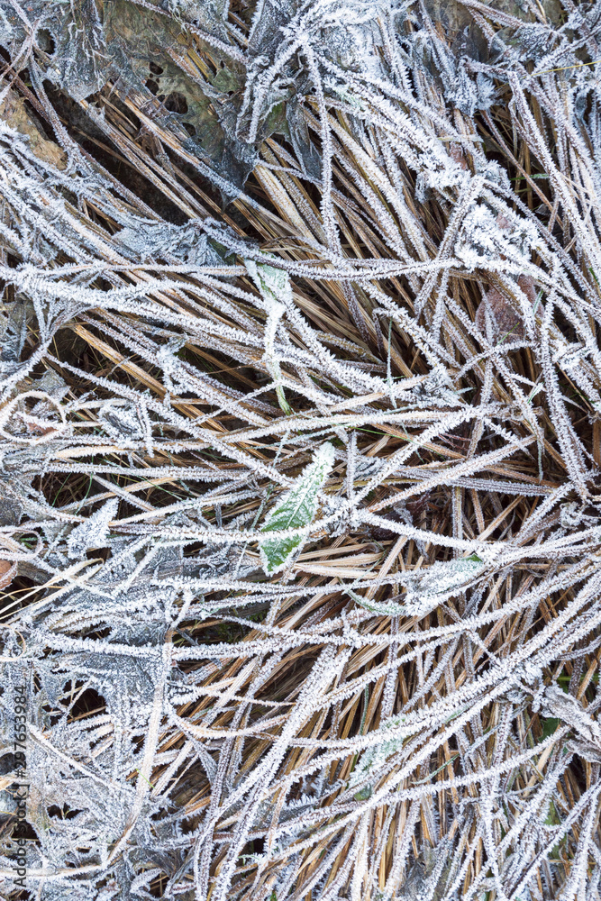 Ice crystals on leaves and grasses, frosted ground, cold winter day Ice crystals on leaves and grasses, frosted ground, cold winter day