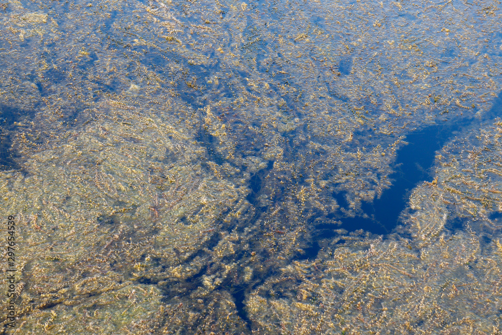 Algae bloom in a freshwater lake.