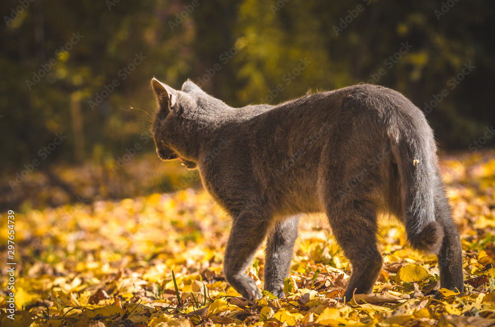 Cat yawns photo side view on a background of leaves