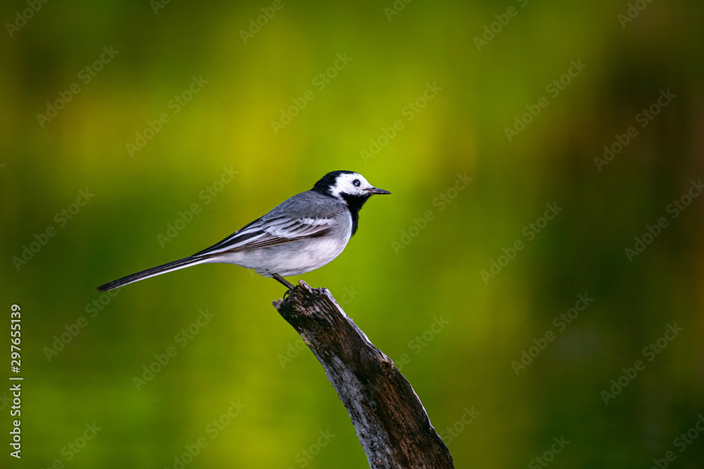 Fototapeta premium Cute wagtail posing for side portrait on a branch on green background.