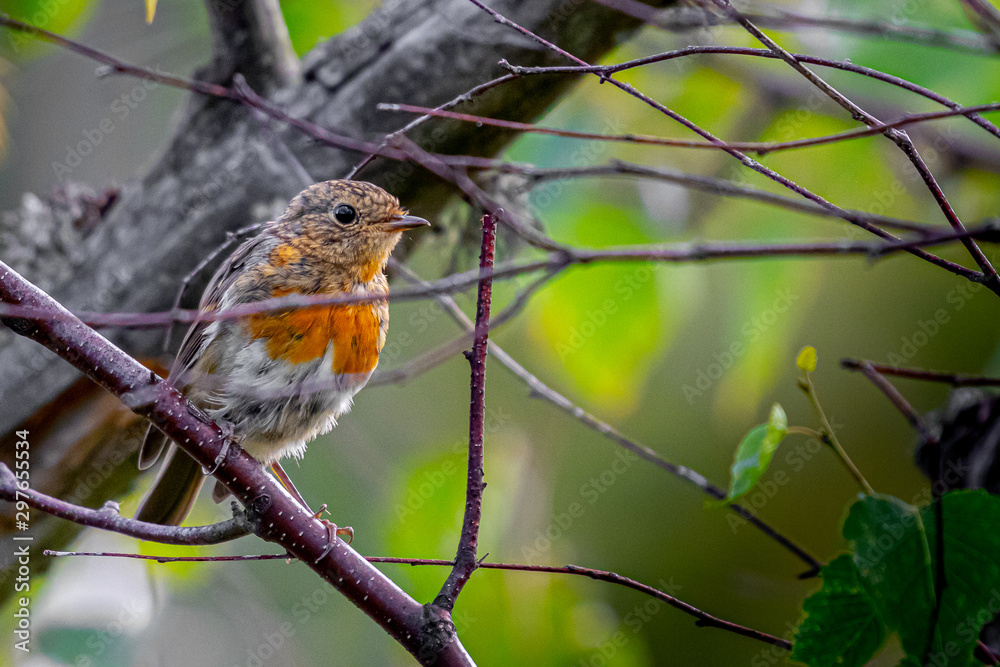 Very young robin resting after playing with siblings. Very young robin resting after playing with siblings.