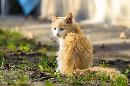 Little long-haired kitten sits a bright photo