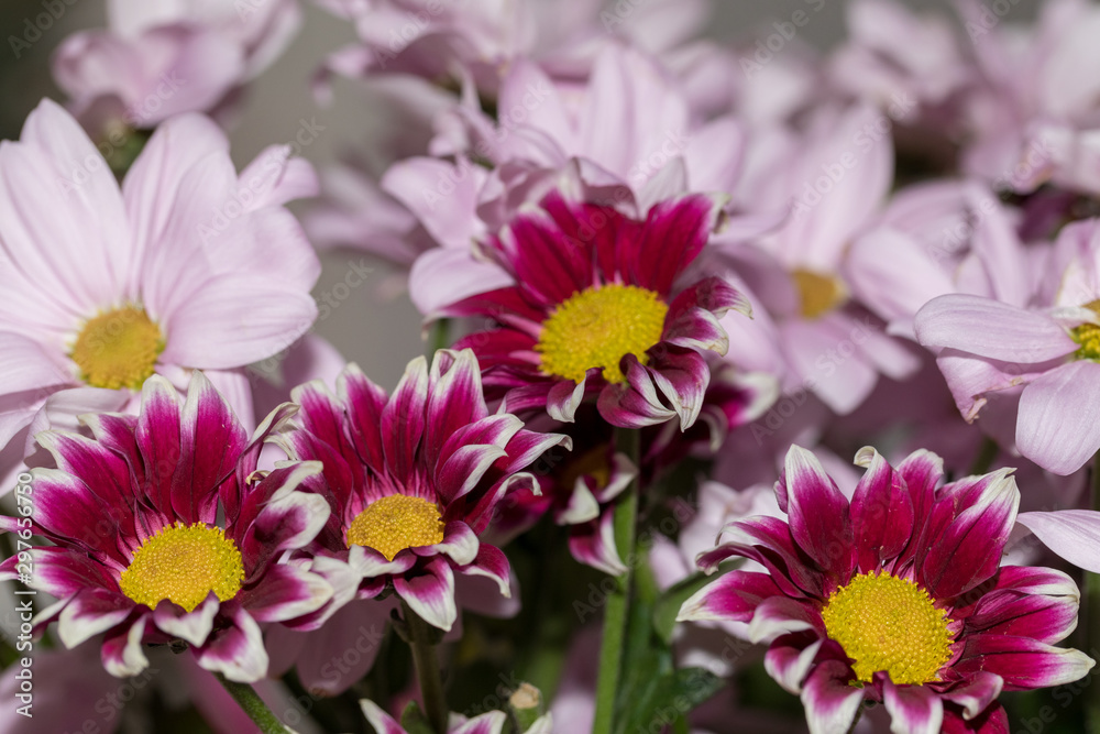 flowers flowers