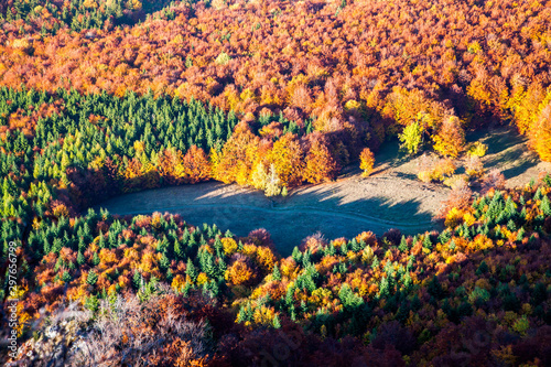 aerial view of heart shaped autumn forest and green firs - save our planet against global warming