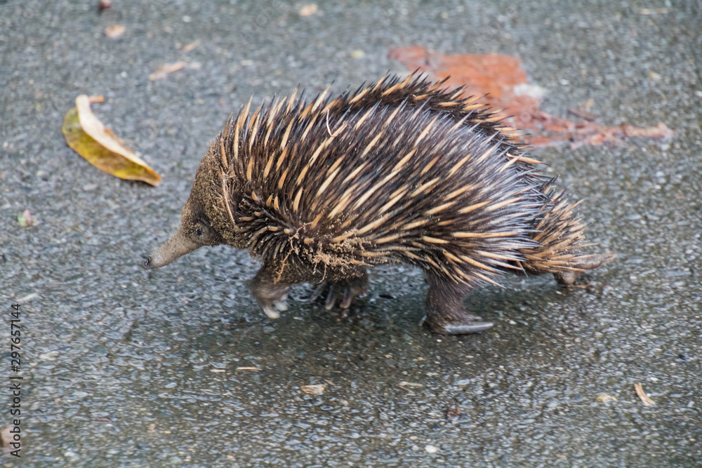 An Echidna foraging An Echidna foraging