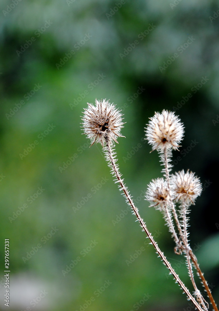 Seed heads or combs of small teasel (Dipsacus pilosus) Seed heads or combs of small teasel (Dipsacus pilosus)