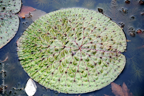 Close up of a floating leaf of prickly waterlily or fox nut or gorgon nut or makhana (Euryale ferox) with its quilted texture and covered in sharp prickles, Hortus Botanicus Amsterdam photo
