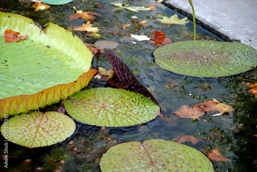 Photography Floating leaves of prickly waterlily or fox nut or gorgon nut (Euryale ferox) wi