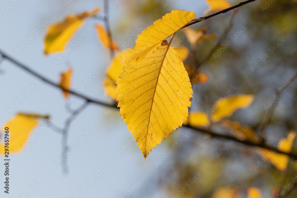 yellow autumn leaves