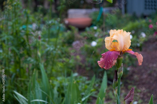 Flower in a garden