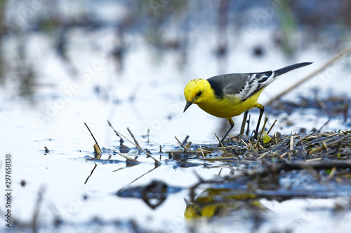  Zitronenstelze (Motacilla citreola) im Nationalpark Biebrza, Polen - Citrine wagtail in Biebrza National Park photo